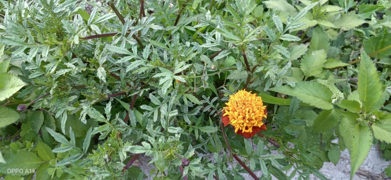 Evergreen Home Stay Almora Zewnętrze zdjęcie