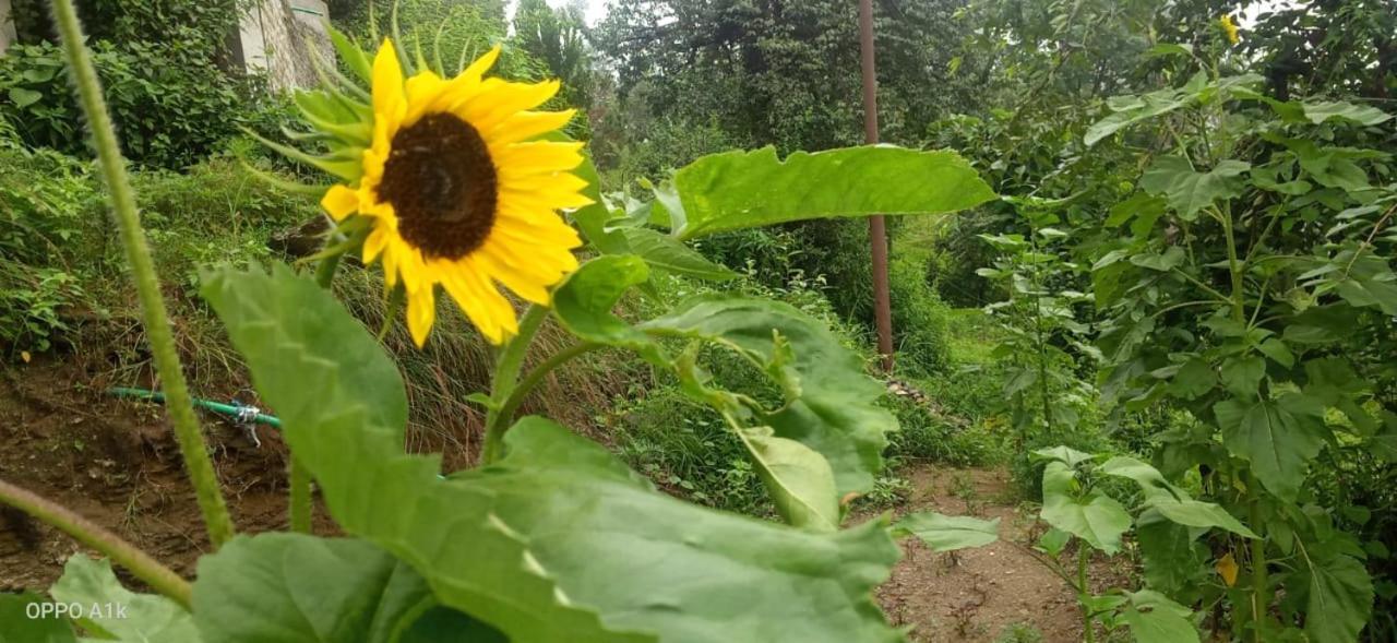 Evergreen Home Stay Almora Zewnętrze zdjęcie
