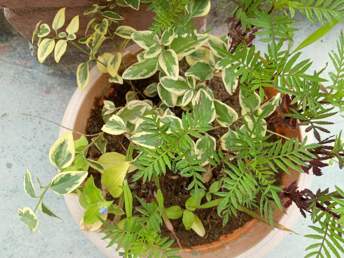 Evergreen Home Stay Almora Zewnętrze zdjęcie